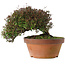 Trachelospermum asiaticum, 18,5 cm, ± 30 jaar oud