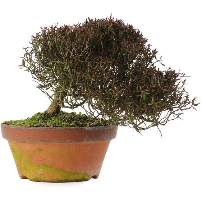 Trachelospermum asiaticum, 20 cm, ± 30 años