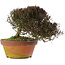 Trachelospermum asiaticum, 20 cm, ± 30 jaar oud