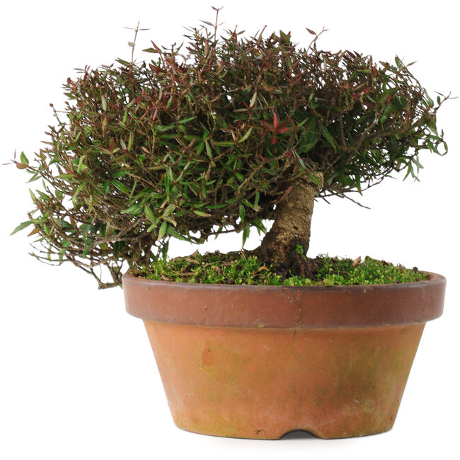 Trachelospermum asiaticum, 18,5 cm, ± 30 jaar oud