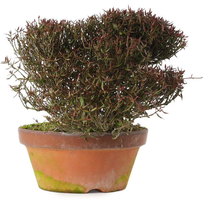 Trachelospermum asiaticum, 20 cm, ± 30 years old