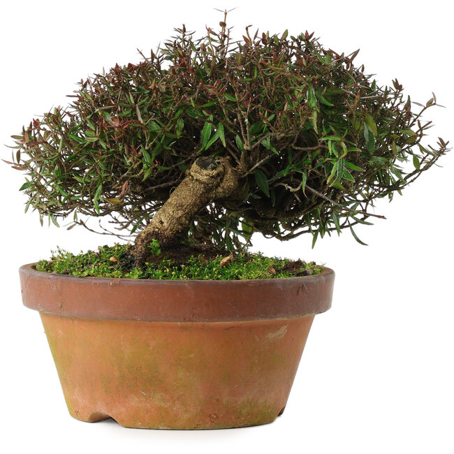 Trachelospermum asiaticum, 18,5 cm, ± 30 ans