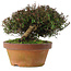 Trachelospermum asiaticum, 18,5 cm, ± 30 jaar oud