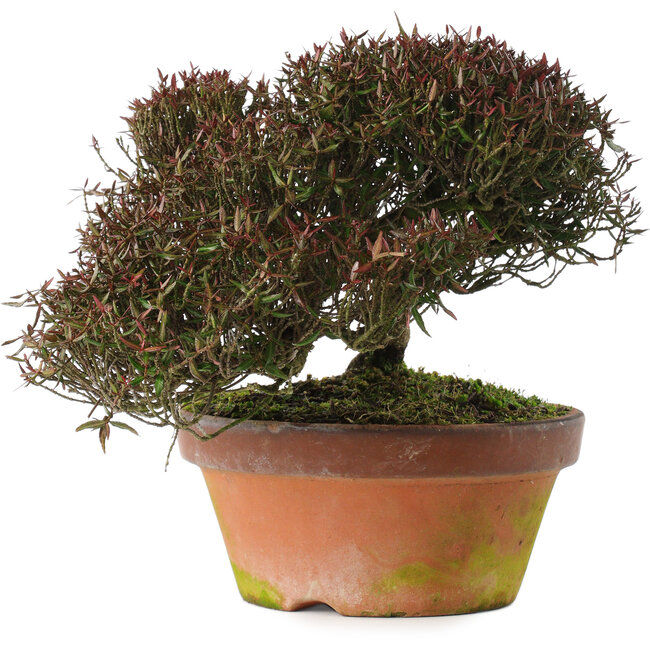 Trachelospermum asiaticum, 20 cm, ± 30 anni