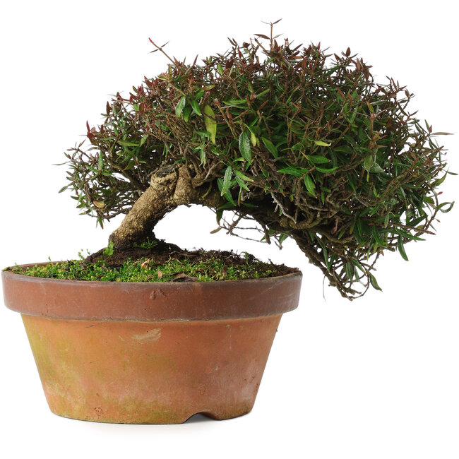 Trachelospermum asiaticum, 18,5 cm, ± 30 anni