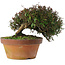 Trachelospermum asiaticum, 18,5 cm, ± 30 jaar oud