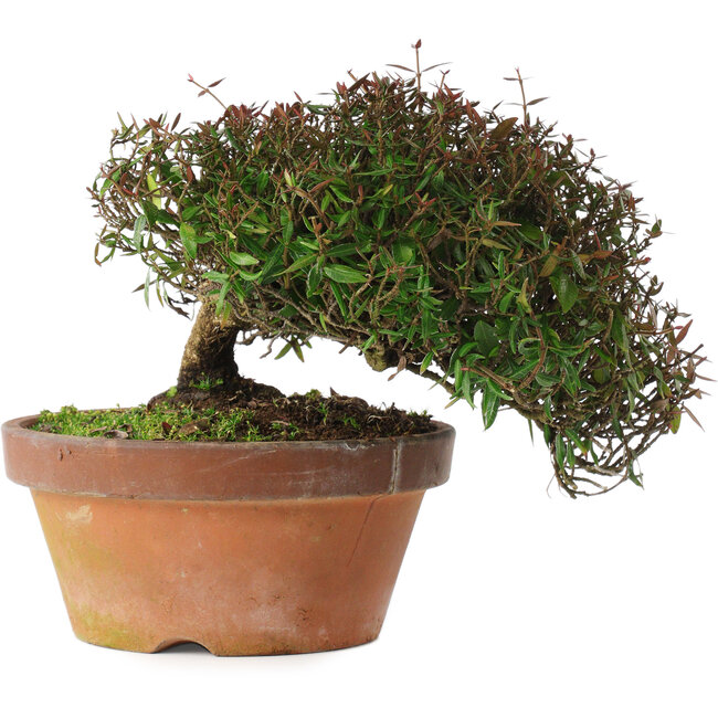 Trachelospermum asiaticum, 18,5 cm, ± 30 anni