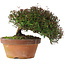Trachelospermum asiaticum, 18,5 cm, ± 30 jaar oud