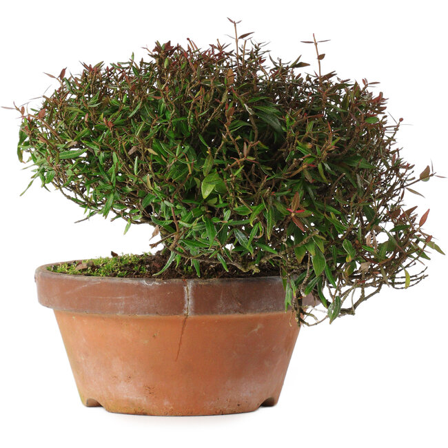 Trachelospermum asiaticum, 18,5 cm, ± 30 years old