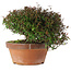 Trachelospermum asiaticum, 18,5 cm, ± 30 jaar oud