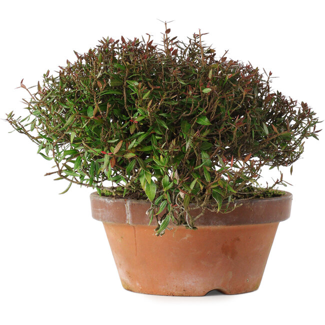 Trachelospermum asiaticum, 18,5 cm, ± 30 ans