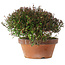 Trachelospermum asiaticum, 18,5 cm, ± 30 jaar oud