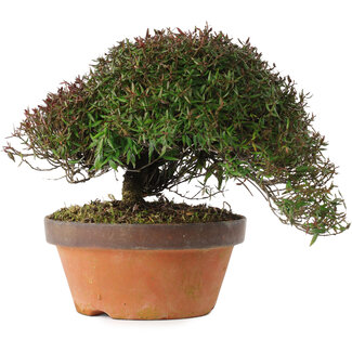 Trachelospermum asiaticum, 20 cm, ± 30 jaar oud