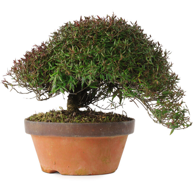 Trachelospermum asiaticum, 20 cm, ± 30 jaar oud