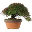 Trachelospermum asiaticum, 20 cm, ± 30 jaar oud