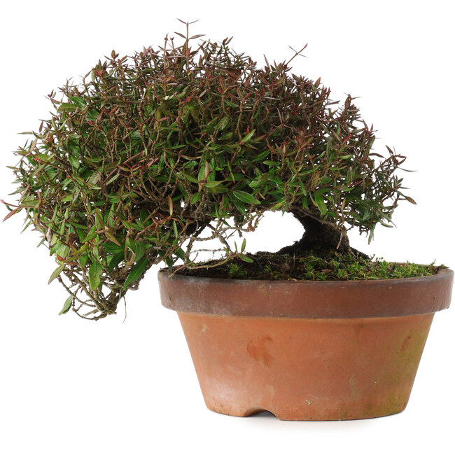 Trachelospermum asiaticum, 18,5 cm, ± 30 anni