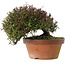 Trachelospermum asiaticum, 18,5 cm, ± 30 jaar oud
