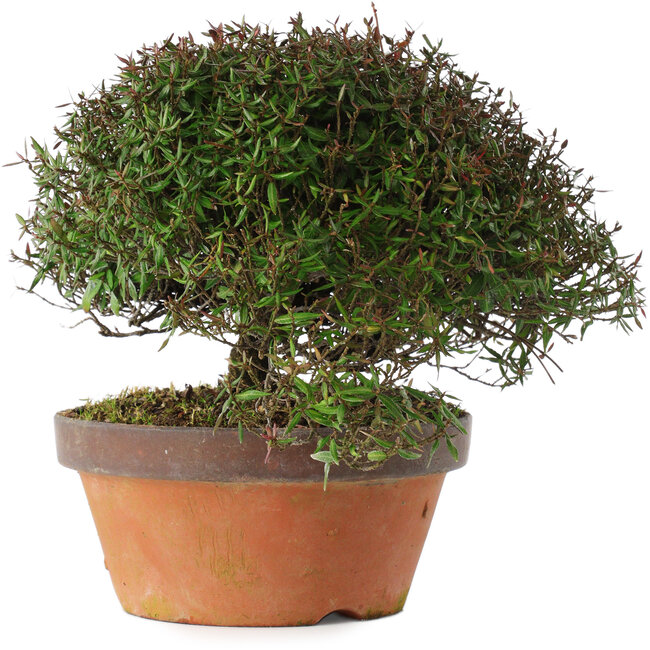 Trachelospermum asiaticum, 20 cm, ± 30 ans