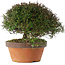 Trachelospermum asiaticum, 20 cm, ± 30 jaar oud