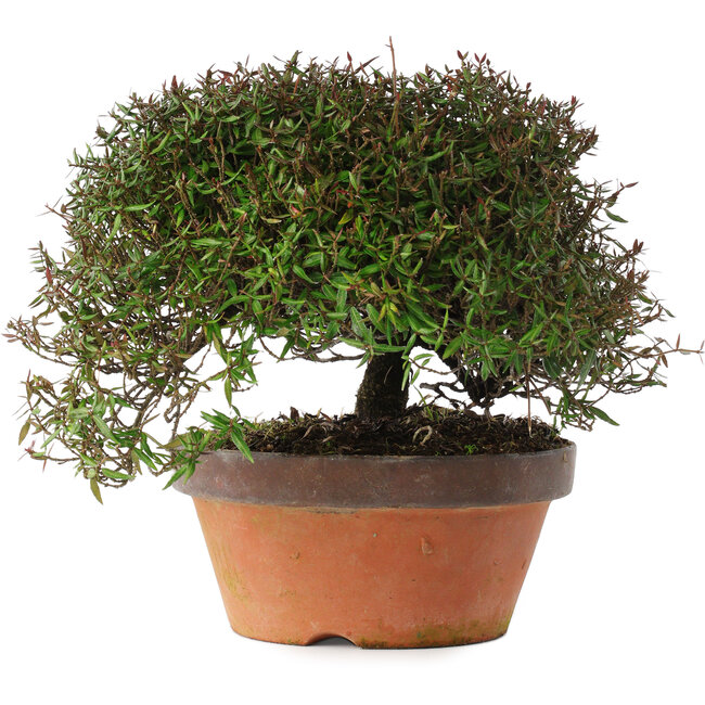 Trachelospermum asiaticum, 20 cm, ± 30 ans