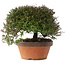 Trachelospermum asiaticum, 20 cm, ± 30 jaar oud