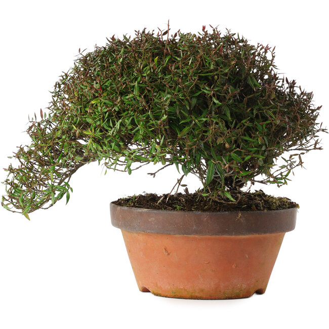 Trachelospermum asiaticum, 20 cm, ± 30 jaar oud