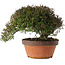 Trachelospermum asiaticum, 20 cm, ± 30 anni