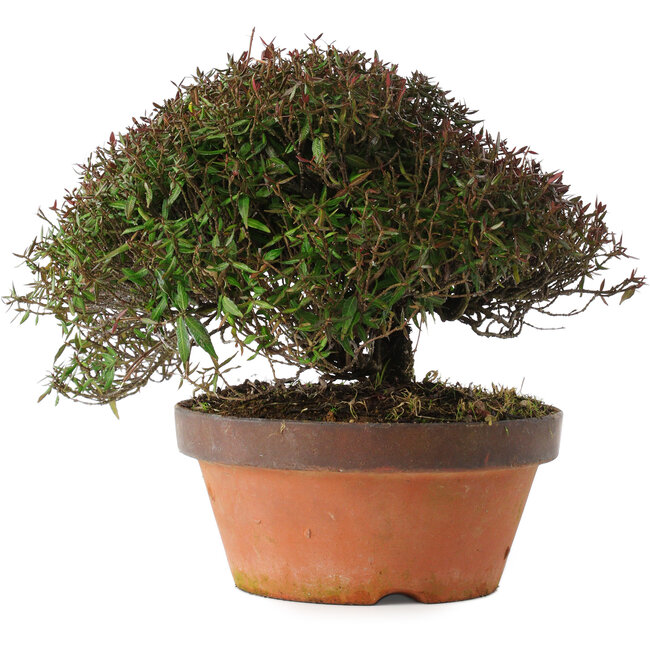 Trachelospermum asiaticum, 20 cm, ± 30 jaar oud