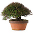 Trachelospermum asiaticum, 20 cm, ± 30 jaar oud