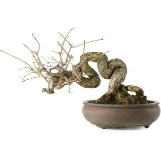 Euonymus alatus, 22 cm, ± 25 years old Euonymus alatus, 22 cm, ± 25 years old