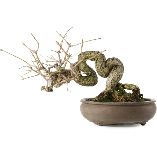 Euonymus alatus, 22 cm, ± 25 Jahre alt, rote bis rosa Früchte