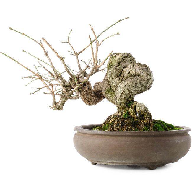 Euonymus alatus, 22 cm, ± 25 ans, a des fruits rouges à roses