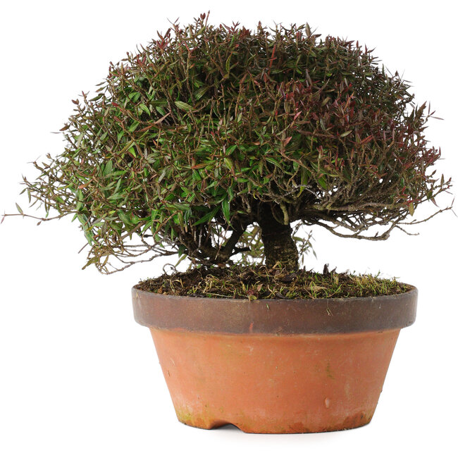 Trachelospermum asiaticum, 20 cm, ± 30 years old