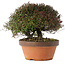 Trachelospermum asiaticum, 20 cm, ± 30 jaar oud