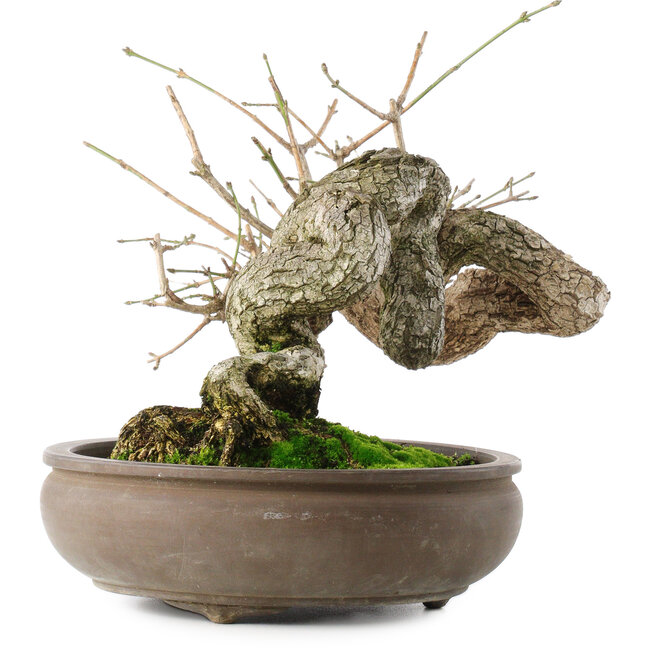 Euonymus alatus, 22 cm, ± 25 jaar oud, met rode tot roze vruchten