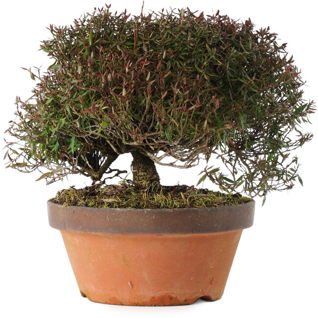 Trachelospermum asiaticum, 20 cm, ± 30 anni