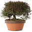 Trachelospermum asiaticum, 20 cm, ± 30 jaar oud