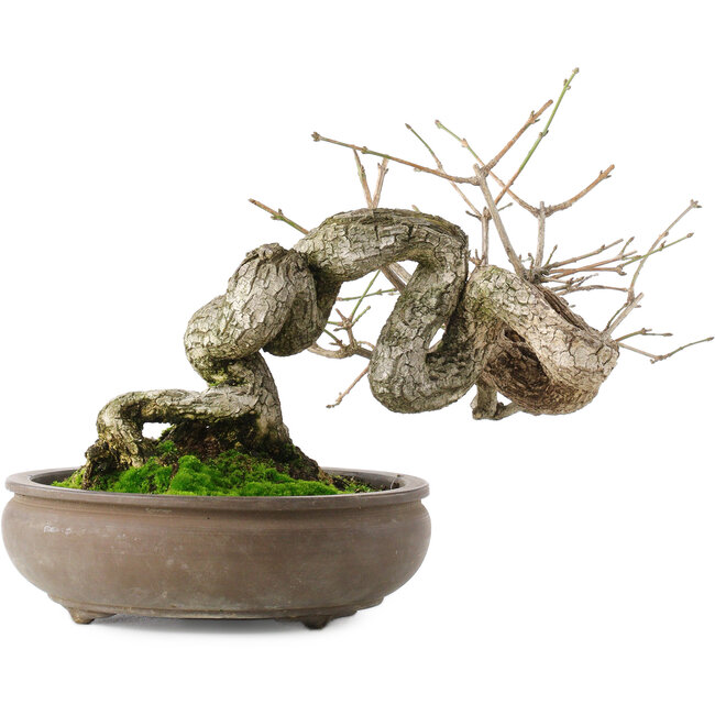 Euonymus alatus, 22 cm, ± 25 jaar oud, met rode tot roze vruchten