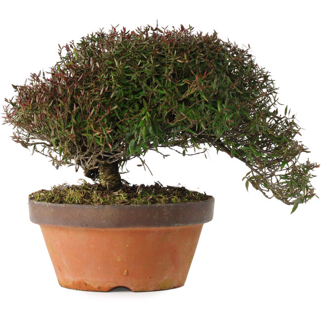 Trachelospermum asiaticum, 20 cm, ± 30 años