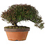 Trachelospermum asiaticum, 20 cm, ± 30 jaar oud