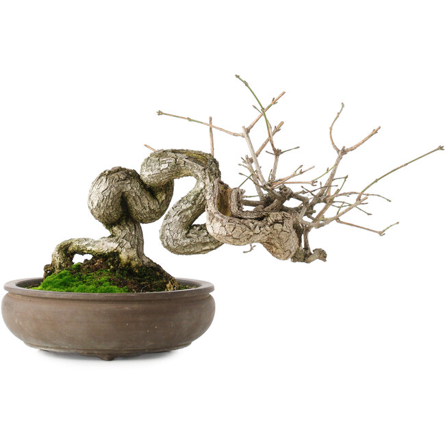 Euonymus alatus, 22 cm, ± 25 jaar oud, met rode tot roze vruchten