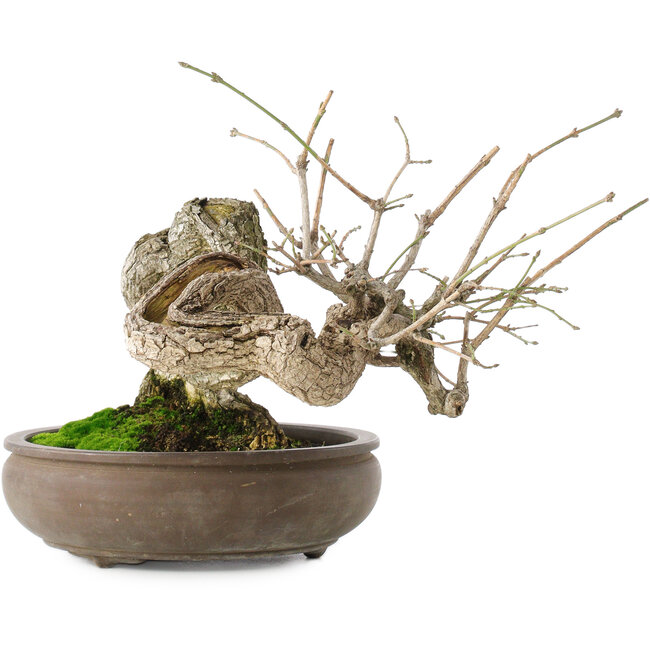 Euonymus alatus, 22 cm, ± 25 jaar oud, met rode tot roze vruchten