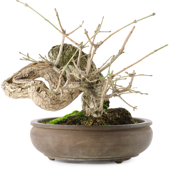 Euonymus alatus, 22 cm, ± 25 jaar oud, met rode tot roze vruchten