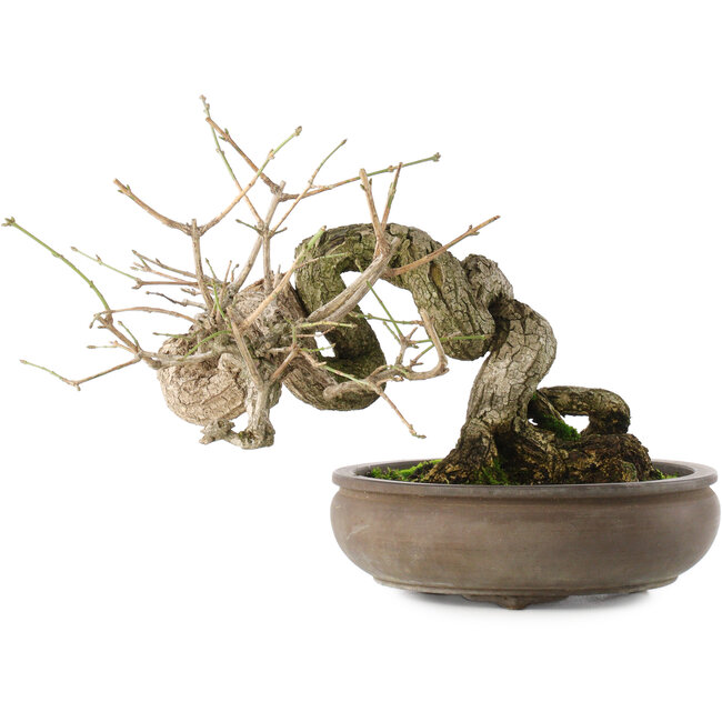 Euonymus alatus, 22 cm, ± 25 jaar oud, met rode tot roze vruchten