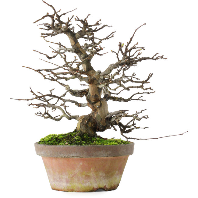 Pseudocydonia sinensis, 31 cm, ± 20 jaar oud, in een kapotte pot