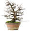Pseudocydonia sinensis, 31 cm, ± 20 years old, in a broken pot