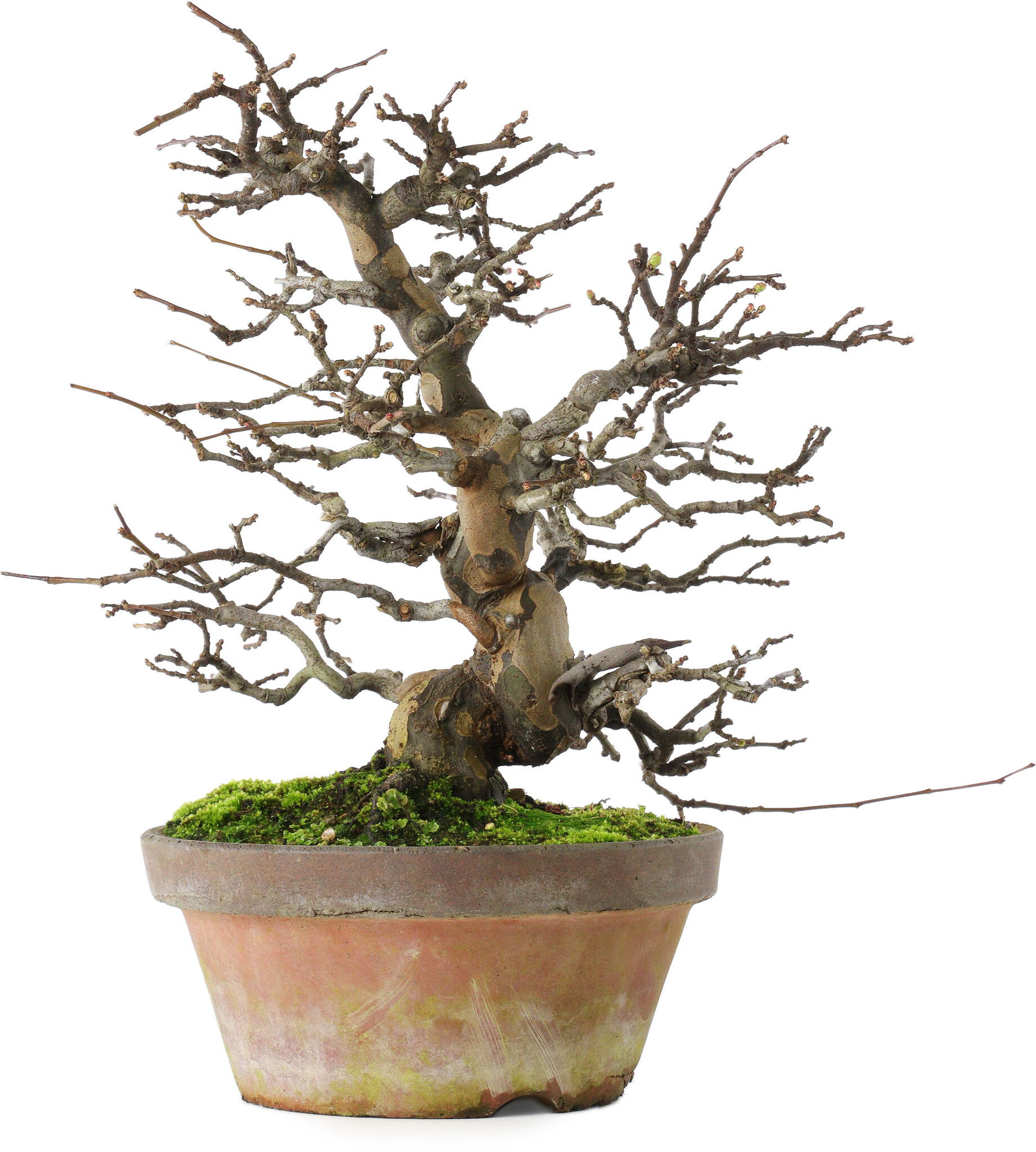 Pseudocydonia sinensis, 31 cm, ± 20 years old, in a broken pot - Bonsai ...