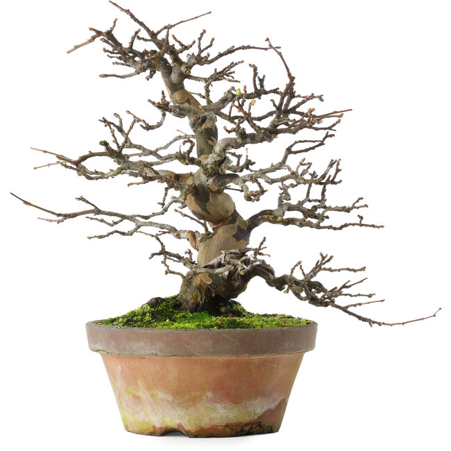 Pseudocydonia sinensis, 31 cm, ± 20 ans, dans un pot cassé