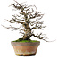 Pseudocydonia sinensis, 31 cm, ± 20 jaar oud, in een kapotte pot