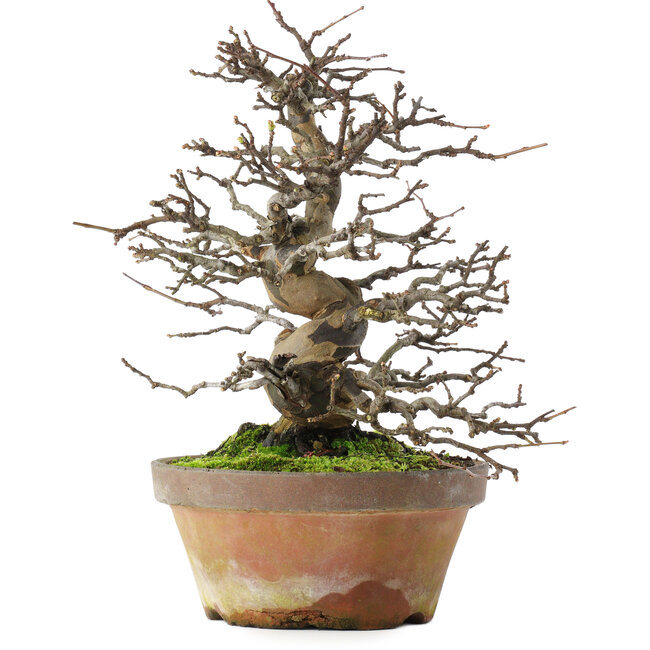 Pseudocydonia sinensis, 31 cm, ± 20 ans, dans un pot cassé